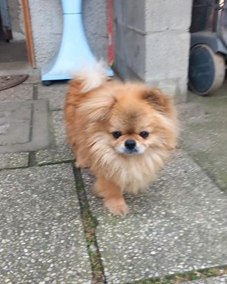 Enea chihuahua a pelo lungo