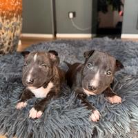 Cuccioli Bullterrier miniature con pedigree ENCI