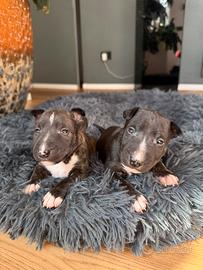 Cuccioli Bullterrier miniature con pedigree ENCI