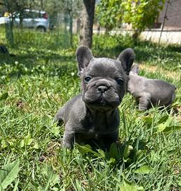 Maschietto bulldog francese blu