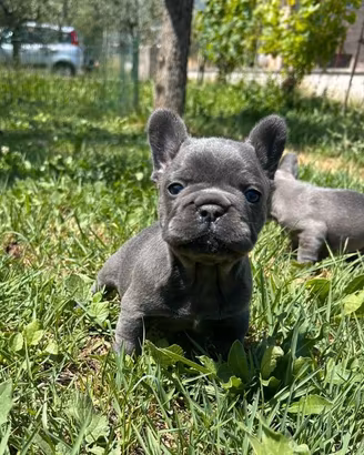 Maschietto bulldog francese blu