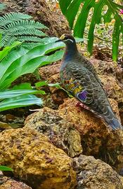 Tortore ali bronzine