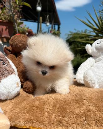 Cuccioli di spitz tedesco nano Pomerania
