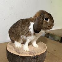 Coniglio ariete nano