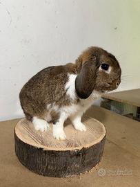 Coniglio ariete nano