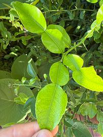 foglie di Kaffir Lime non trattato fresche