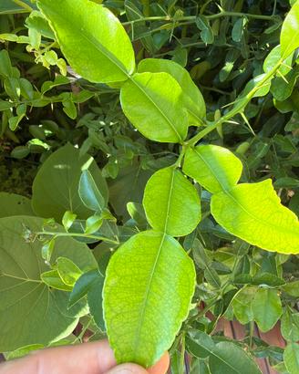 foglie di Kaffir Lime non trattato fresche