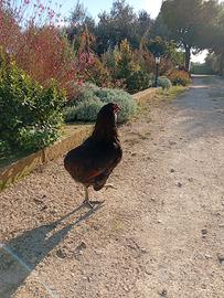 gallo araucana