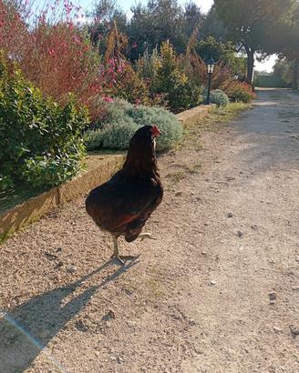 gallo araucana