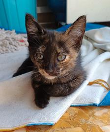 Meravigliosa gattina dagli occhi verdi