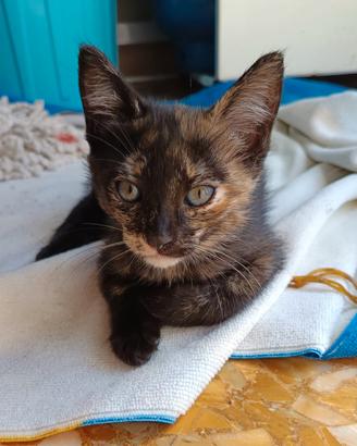 Meravigliosa gattina dagli occhi verdi
