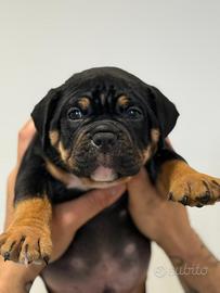 Cuccioli american bully