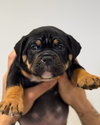 Cuccioli american bully
