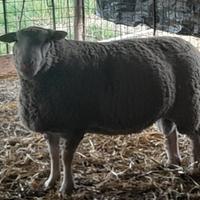 Montone berrichon du cher