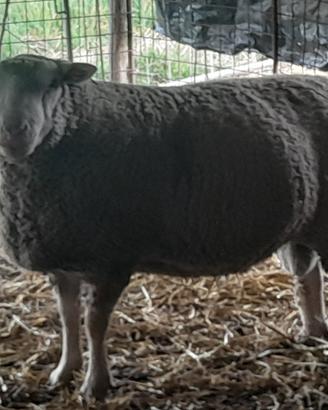 Montone berrichon du cher