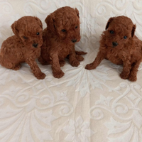 Barboncini maschi e femmine