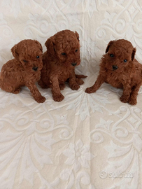 Barboncini maschi e femmine