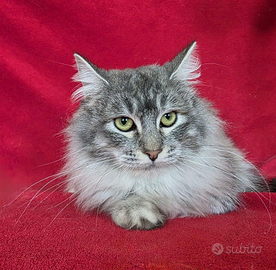 Femmina Maine coon con pedigree