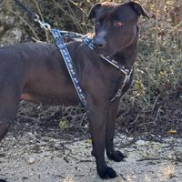 Stupenda Kira, simil Pitbull