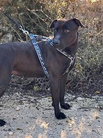 Stupenda Kira, simil Pitbull