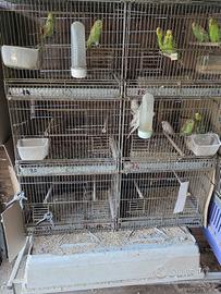 gabbia per uccellini, con 6 divisori