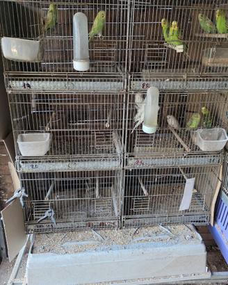 gabbia per uccellini, con 6 divisori