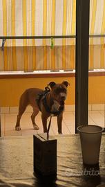 American pitbull terriere  apbt