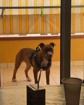 American pitbull terriere  apbt