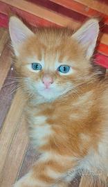 Cuccioli Maine Coon Red 