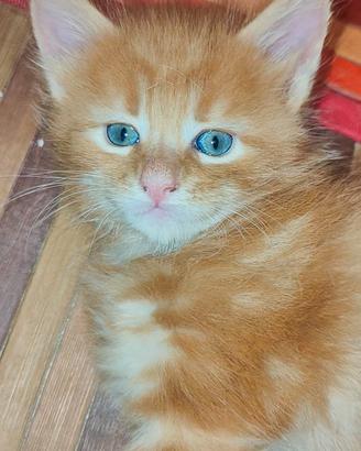 Cuccioli Maine Coon Red 