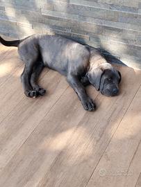 cuccioli cane corso - Animali In vendita a Viterbo