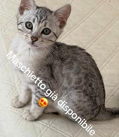 Cuccioli pura razza gatto bengala