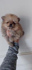 Cucciolo mini mini toy spitz di pomerania