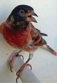 I b r i d o f1 cardinalino venezuela