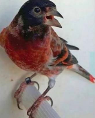 I b r i d o f1 cardinalino venezuela