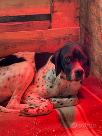 Pointer maschio 3 anni
