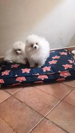 Spitz tedeschi nani volpino pomerania