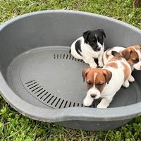 Jack Russel zampa corta disponibili