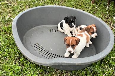 Jack Russel zampa corta disponibili
