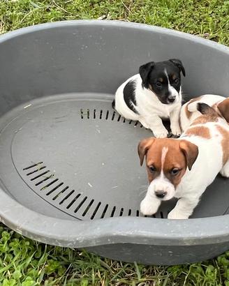 Jack Russel zampa corta disponibili