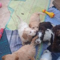 Cuccioli di Lagotto romagnolo