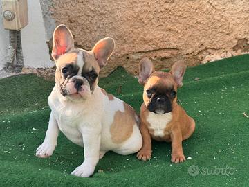 Cucciole di bulldog francese
