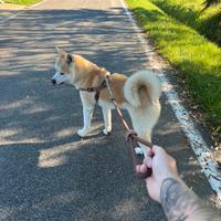 Akita inu