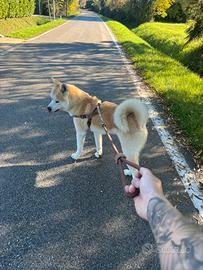Akita inu