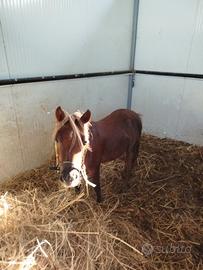 miny pony 
