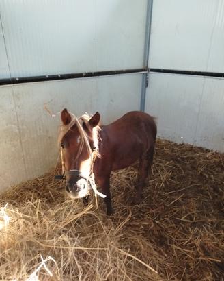 miny pony 