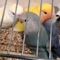 Pappagalli inseparabile roseicollis