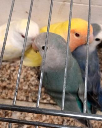 Pappagalli inseparabile roseicollis