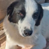 Mora un carattere che conquista