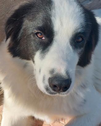 Mora un carattere che conquista